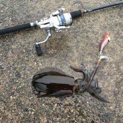 エギングとウキ釣り